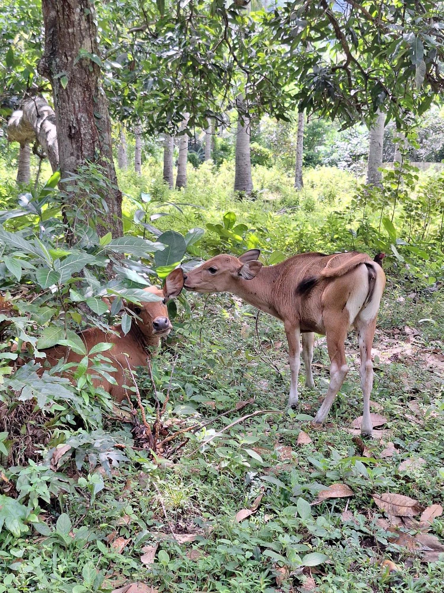 Lendang Eco Lodge スンギギ エクステリア 写真